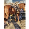 Image 3 : Ashley McKenzie - Grade Quarter Horse mare. Kids Horse