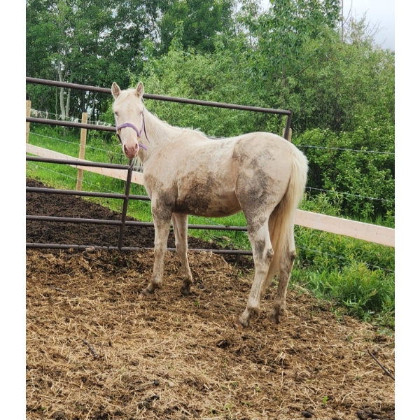 Anna Nygren - 3 year old Cremello Gelding 