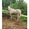 Image 1 : Anna Nygren - 3 year old Cremello Gelding 