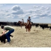 Image 2 : Jody Anderson - 5yr old Sorrel AQHA, Naeric & Superstakes Gelding