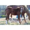 Image 2 : Lakeland College - Sorrel Weanling Filly