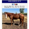 Image 3 : Jody Anderson - 5yr old Sorrel AQHA, Naeric & Superstakes Gelding