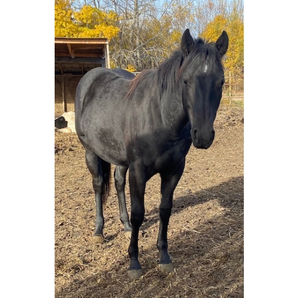 Betty Laczkowski - 2025 Black Filly – POG Eye M Black Gold – POA I.D. Registered