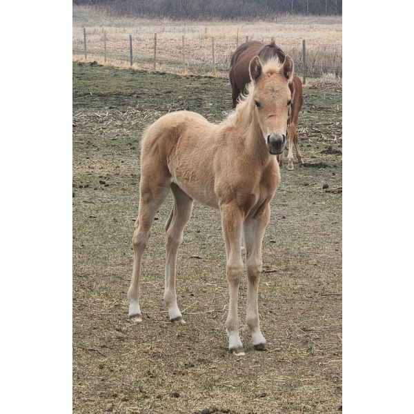 Anna Nygren Palamino AQHA Filly - Hollywood Gold Bar