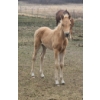 Image 1 : Anna Nygren Palamino AQHA Filly - Hollywood Gold Bar