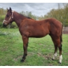 Image 3 : Addison Nygren - Hancock's Goldengambler - AQHA Colt 