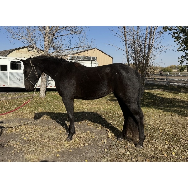 Betty Laczkowski - POG Rockin After Midnight – Coming 4-Year-Old Black Mare – IQPA Registered
