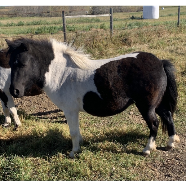 Colin Jackson - 4yr old Black & White Paint Mare 