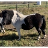 Image 1 : Colin Jackson - 4yr old Black & White Paint Mare 