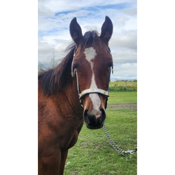 Addison Nygren - Hancock's Goldengambler - AQHA Colt 