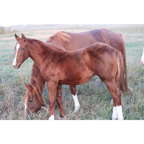 Lakeland College - Sorrel Weanling Filly