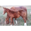 Image 1 : Lakeland College - Sorrel Weanling Filly