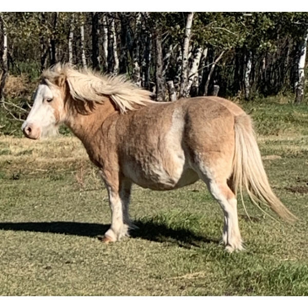 Colin Jackson - 7yr old Red Roan Mare 