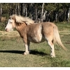 Image 1 : Colin Jackson - 7yr old Red Roan Mare 