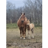Image 4 : Anna Nygren Palamino AQHA Filly - Hollywood Gold Bar