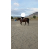 Image 3 : Ty Kakoske - 26-year-old grade bay Quarter Horse gelding.  