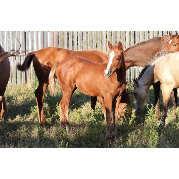 Lakeland College - Sorrel Weanling Filly