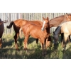 Image 1 : Lakeland College - Sorrel Weanling Filly