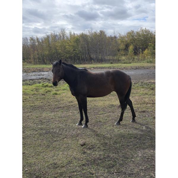 Haugh Homestead - 3 Year Old Roan Mare