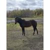 Image 1 : Haugh Homestead - 3 Year Old Roan Mare