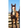 Image 2 : Anna Nygren - Bay Overo Filly 