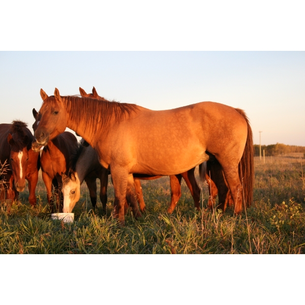Lakeland College - Luras Holly Gold, Registered AQHA Broodmare