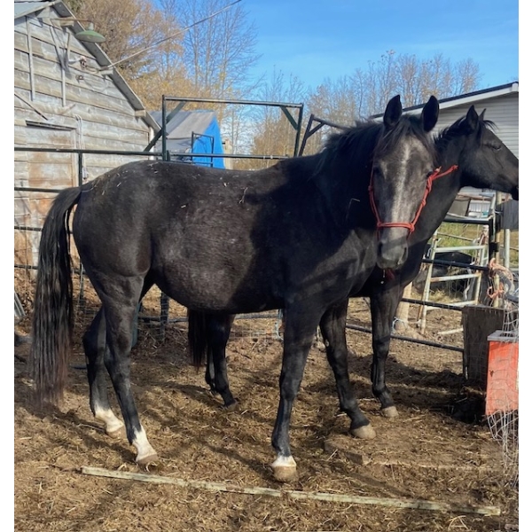 Betty Laczkowski – 2-Year-Old Thoroughbred × Dutch Harness Horse
