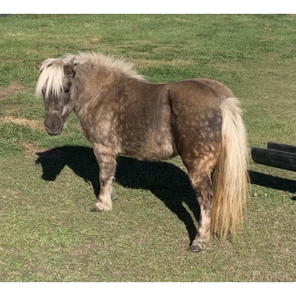 Colin Jackson - 11yr old Dapple Grey Mare