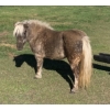 Image 1 : Colin Jackson - 11yr old Dapple Grey Mare