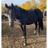 Image 2 : Betty Laczkowski – 2-Year-Old Thoroughbred × Dutch Harness Horse