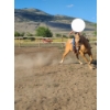 Image 2 : Ashley McKenzie - 20-year-old palomino gelding.  