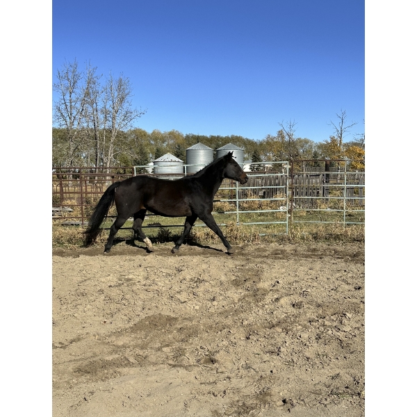 Cheryl LaRue - 16yr old Bay Mare - KIDS HORSE!!!