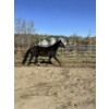 Image 1 : Cheryl LaRue - 16yr old Bay Mare - KIDS HORSE!!!