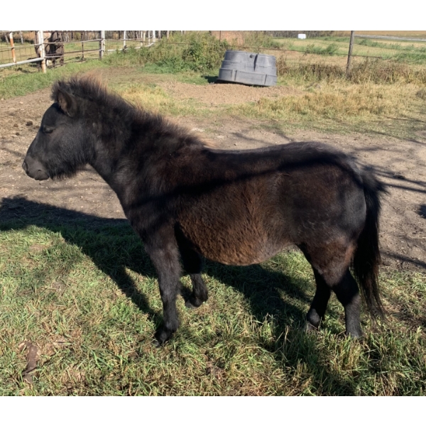 Colin Jackson - 3yr old Black Mare 