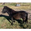Image 1 : Colin Jackson - 3yr old Black Mare 