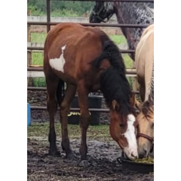 Anna Nygren - Bay Overo Filly 
