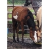 Image 1 : Anna Nygren - Bay Overo Filly 