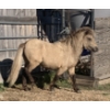 Image 1 : Colin Jackson - 3yr old Buckskin Stud