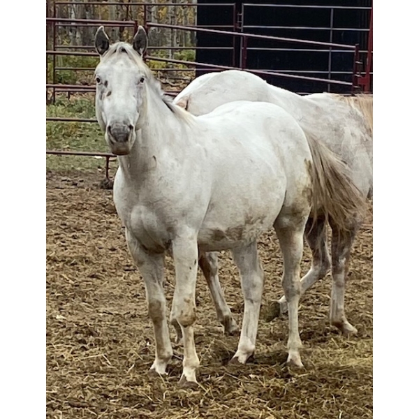 Betty Laczkowski - 3yr old Gelding - POG Design Me A Diamond –  - Double registered IQPA & POA