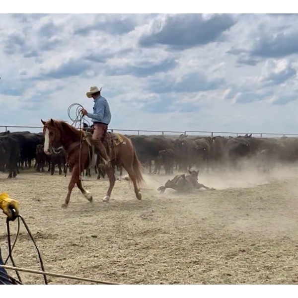 Jody Anderson - 5yr old Sorrel AQHA, Naeric & Superstakes Gelding