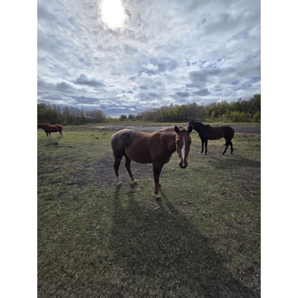 Haugh Homestead - 3 Year Old Roan Mare