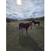 Image 1 : Haugh Homestead - 3 Year Old Roan Mare