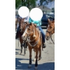 Image 2 : Ashley McKenzie - Grade Quarter Horse mare. Kids Horse