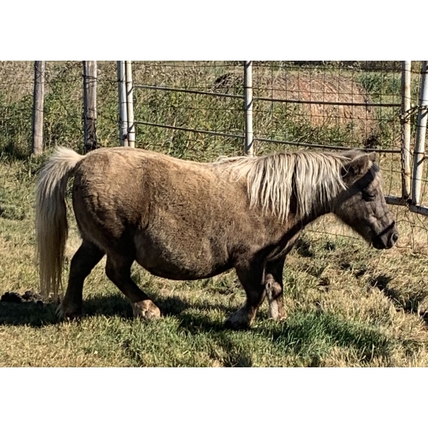 Colin Jackson - 9yr old Palamino Mare