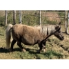 Image 1 : Colin Jackson - 9yr old Palamino Mare