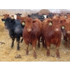 Image 3 : Hebert Livestock Ventures - 31 Red/RBF Simm/Angus X Replacement Heifers (Wawota, SK) VBP+