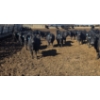 Image 8 : Little Big Ranch - 790# March Delivery Steers - 75 Head (Medicine Hat, AB)