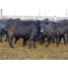 Image 5 : Pakowki Ranching Co. Ltd.  - 14 Black Heifers (Pen 315 - 319)