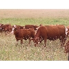 Image 13 : Mebs Ranch - 675# Steer Calves - 115 Head (Broadview, SK) VBP+