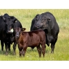 Image 6 : Richard Beekman - 575# November Delivery Steer Calves - 30 Head (Strathmore, AB)